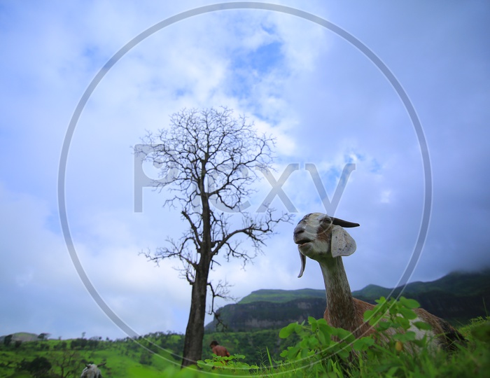 A goat in meadow