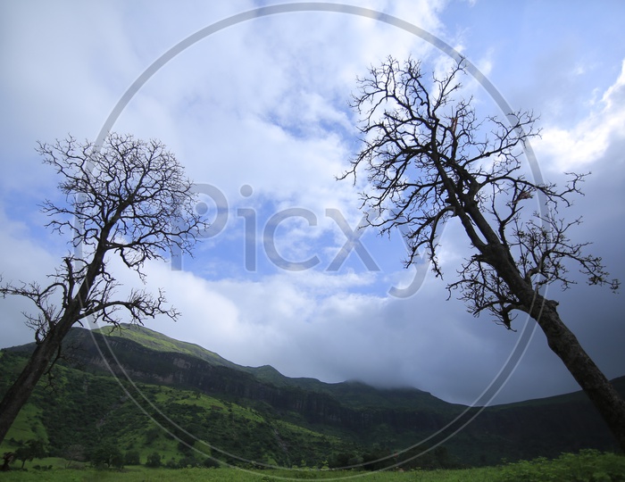 Bare trees in the mountains in Nashik