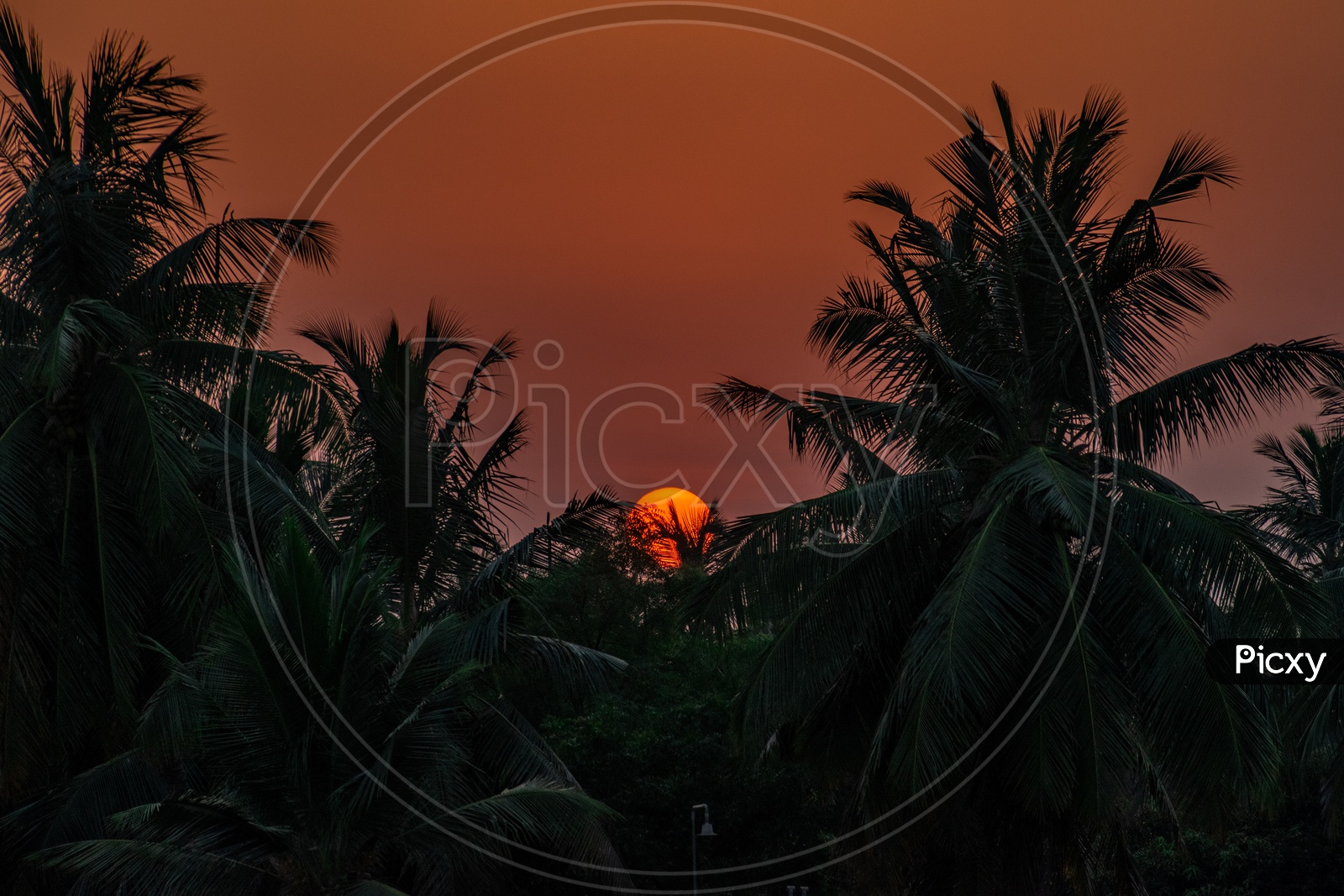 SUNSET OVER COCONUT TREES  IN A VILLAGE