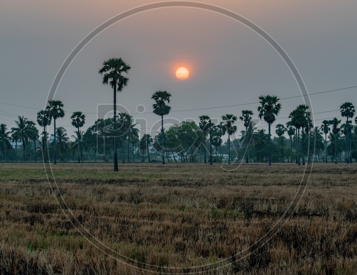 SUNSET AT AGRICULTURAL FIELDS IN A VILLAGE