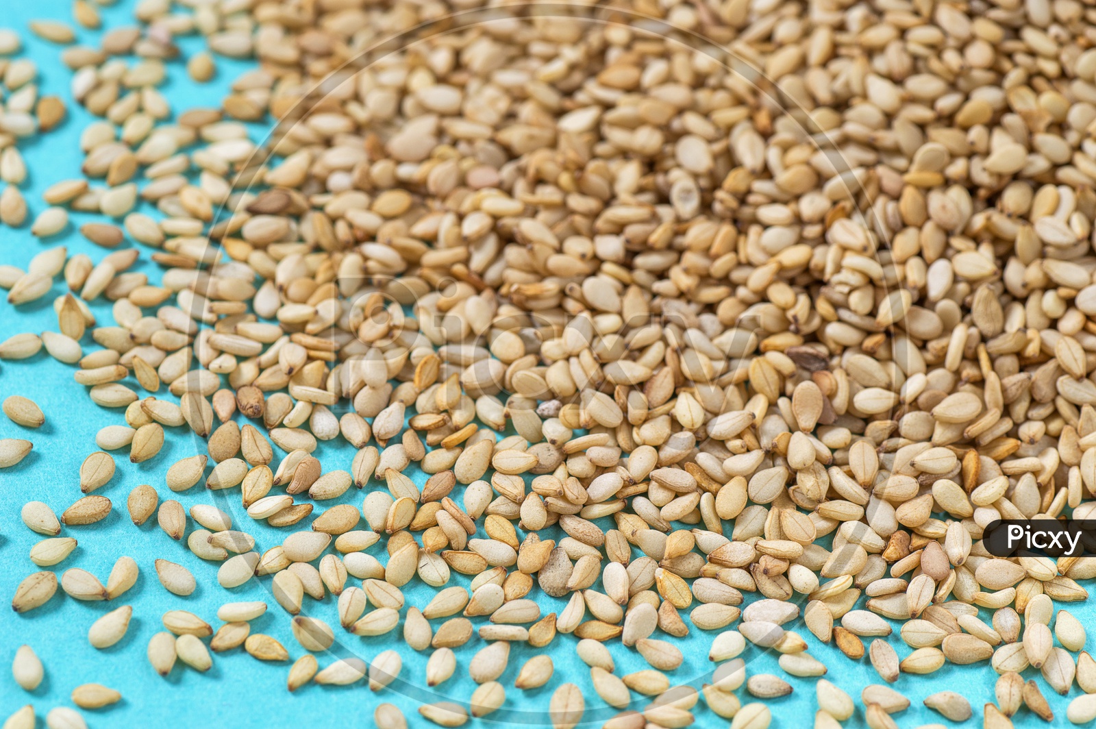 Close up shot of Sesame Seeds on blue background