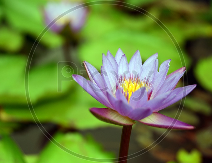Close-up of a blue lotus flower