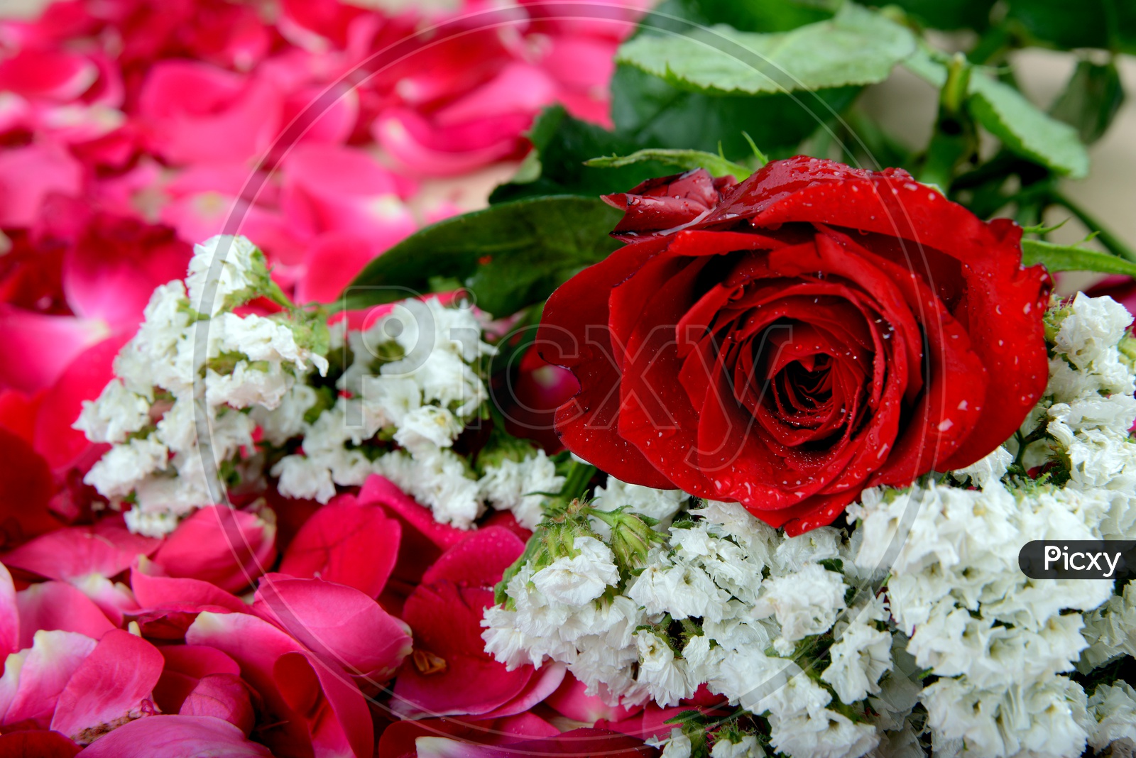 Close up of Red rose flower with red petals and white flowers