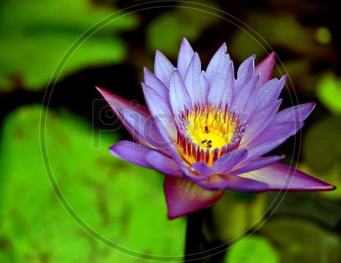 Close-up of a blue lotus flower