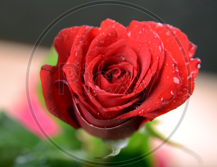 Close-up of Red rose flower with dew drops on it