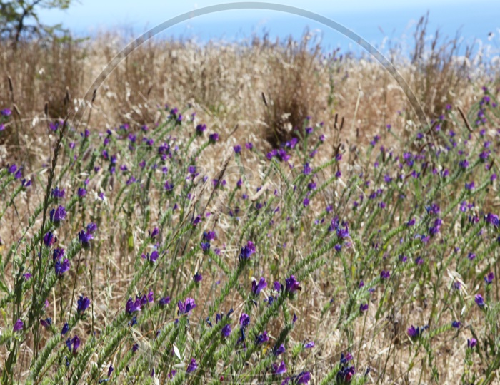 Woolly lavender Plants