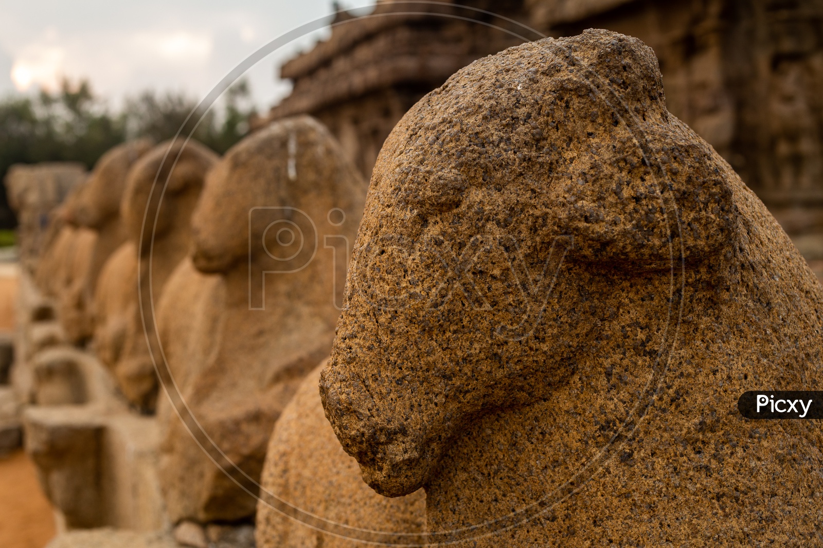 Nandi Statues Aroung the Temple wall of Shore temple