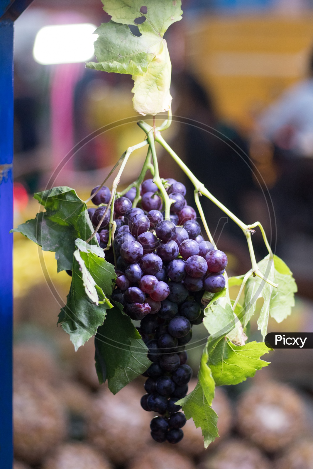 grapes in market
