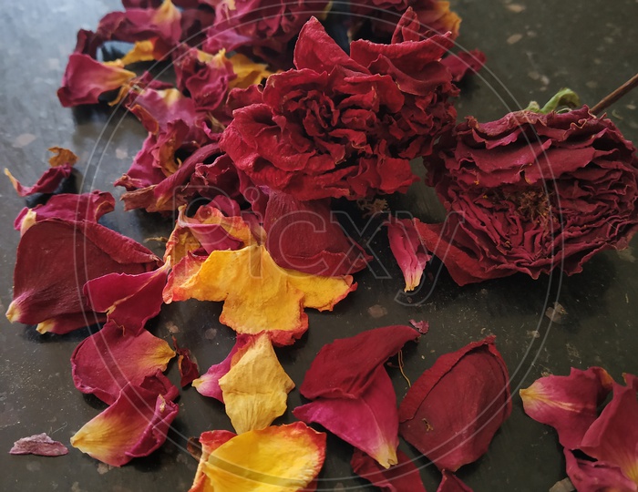 Sun dried Rose flowers and petals