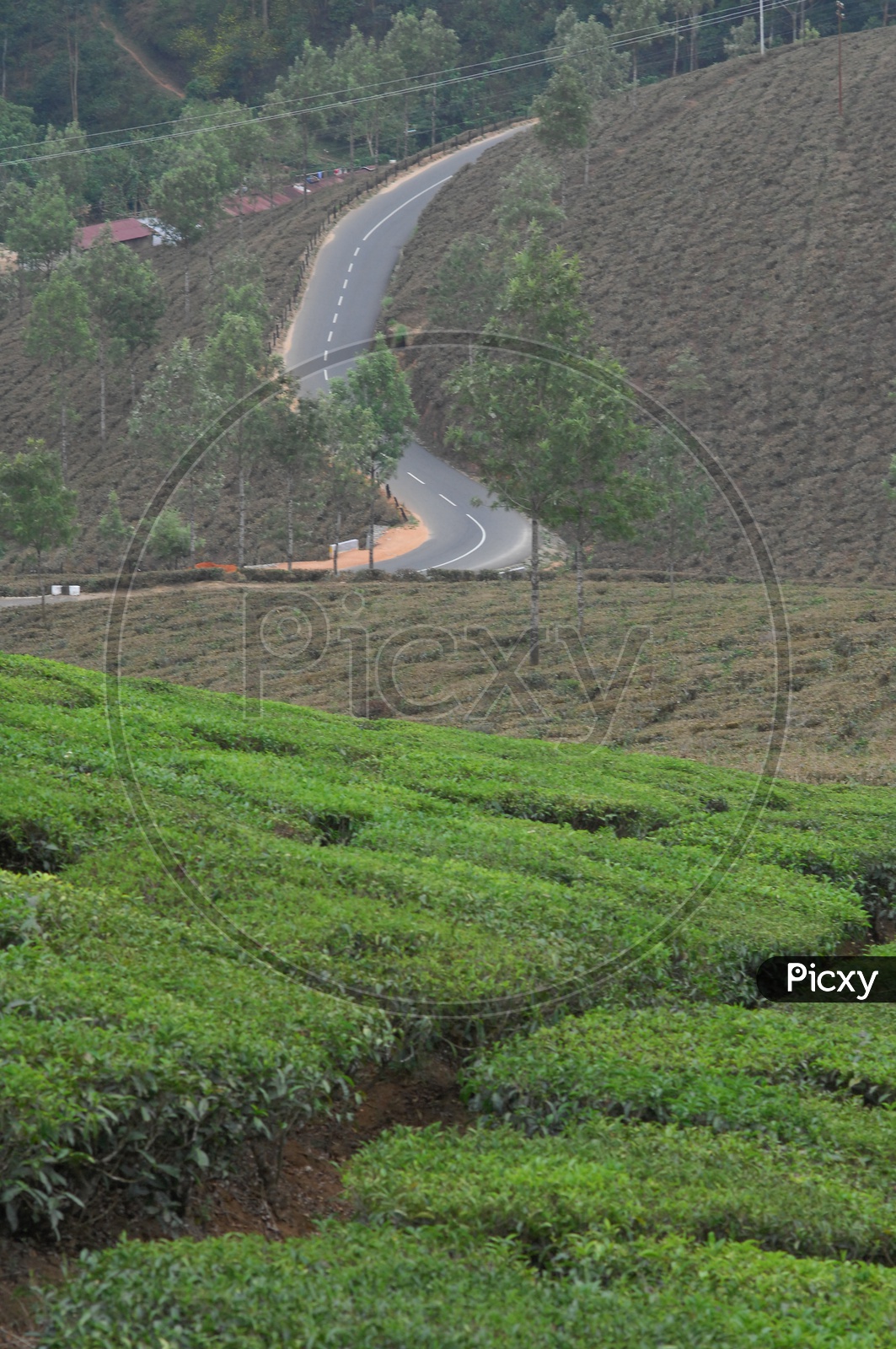 Roads With Curves in Munnar