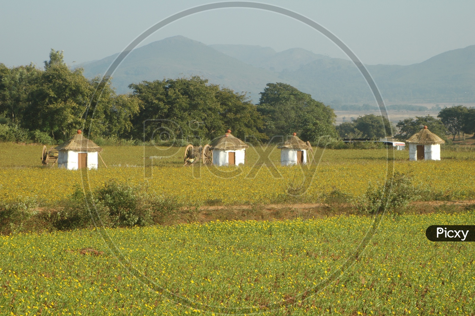 Thatched huts and bullock carts in the fields of Araku valley