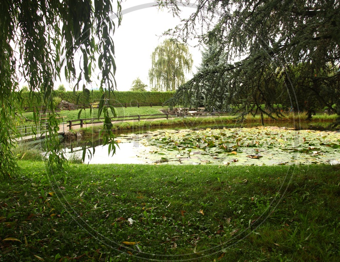 Lotus plants in a pond
