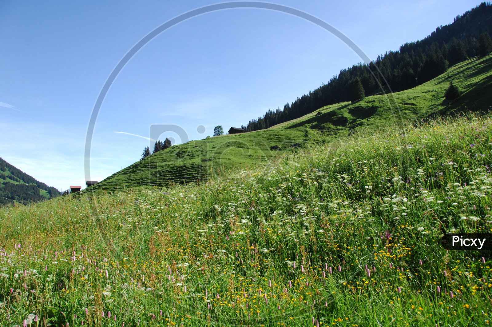 Idyllic landscape fresh green meadows and blooming flowers alongside the Alpines