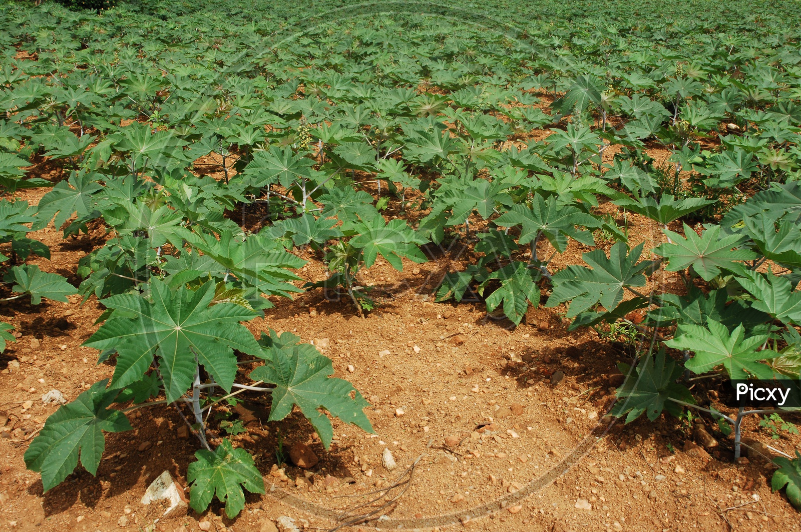 Elephant Foot Yam Or Greater Yam Plants in Farm