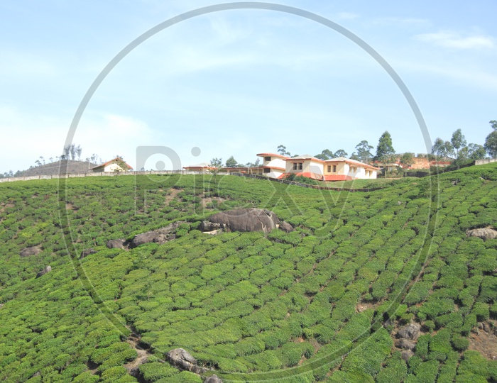 Landscape of tea plants in Kerala