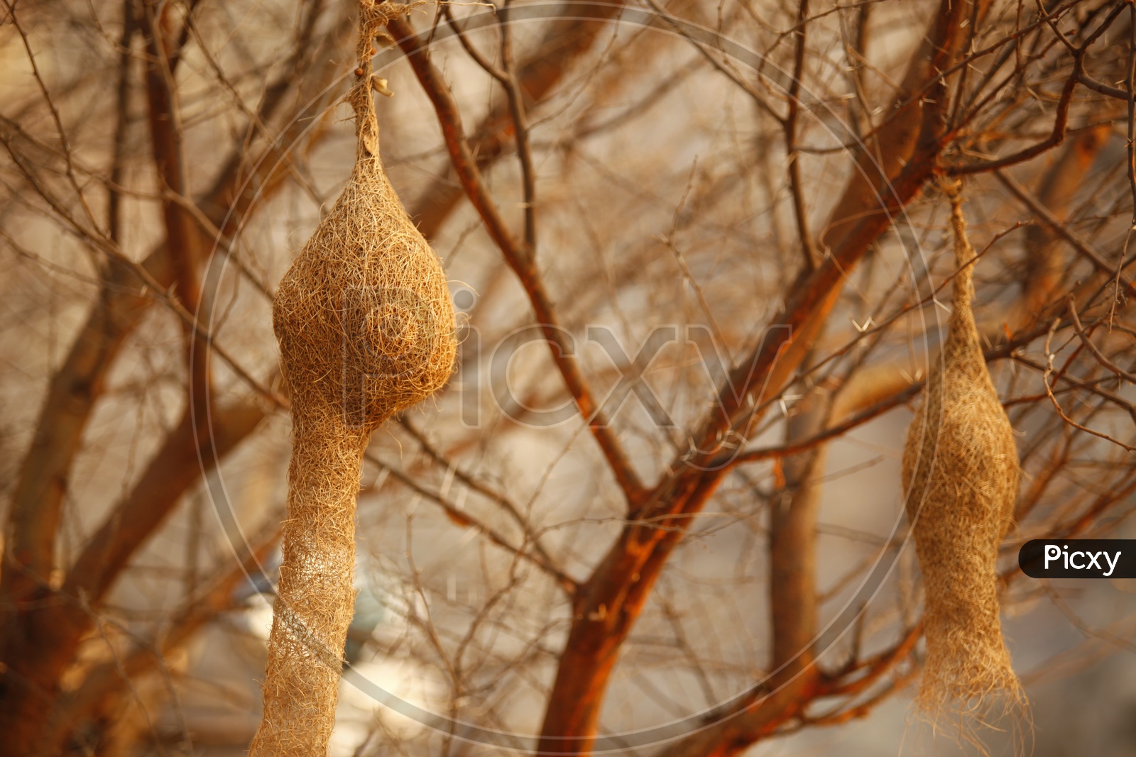 Bird nests on a tree