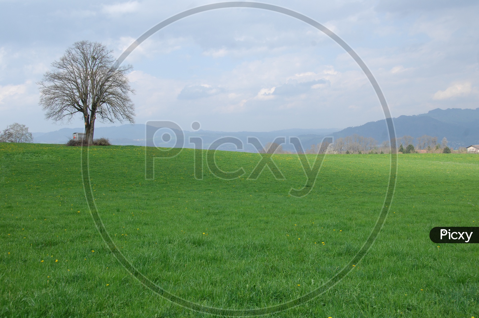 Landscape of a Green meadow with willow tree in the middle