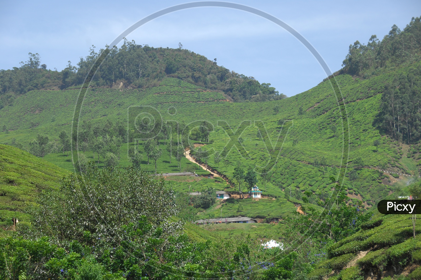 Mountains of Munnar covered with tea plants