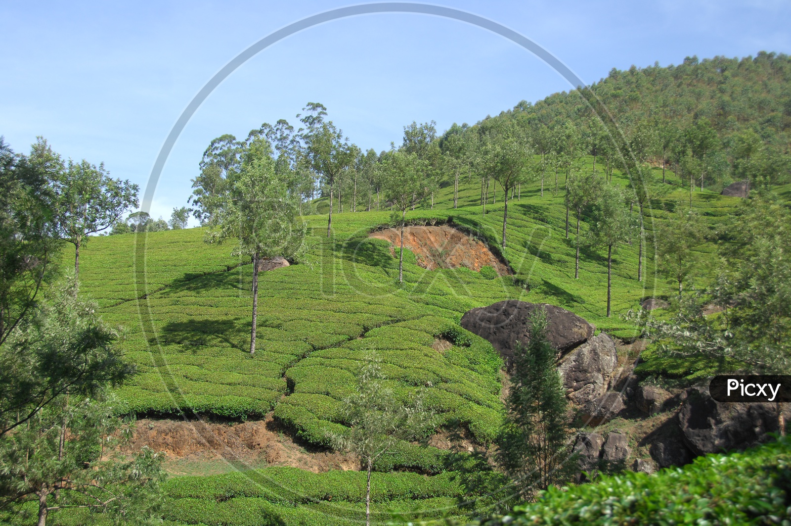 Landscapes of Munnar Mountains and Tea plantations