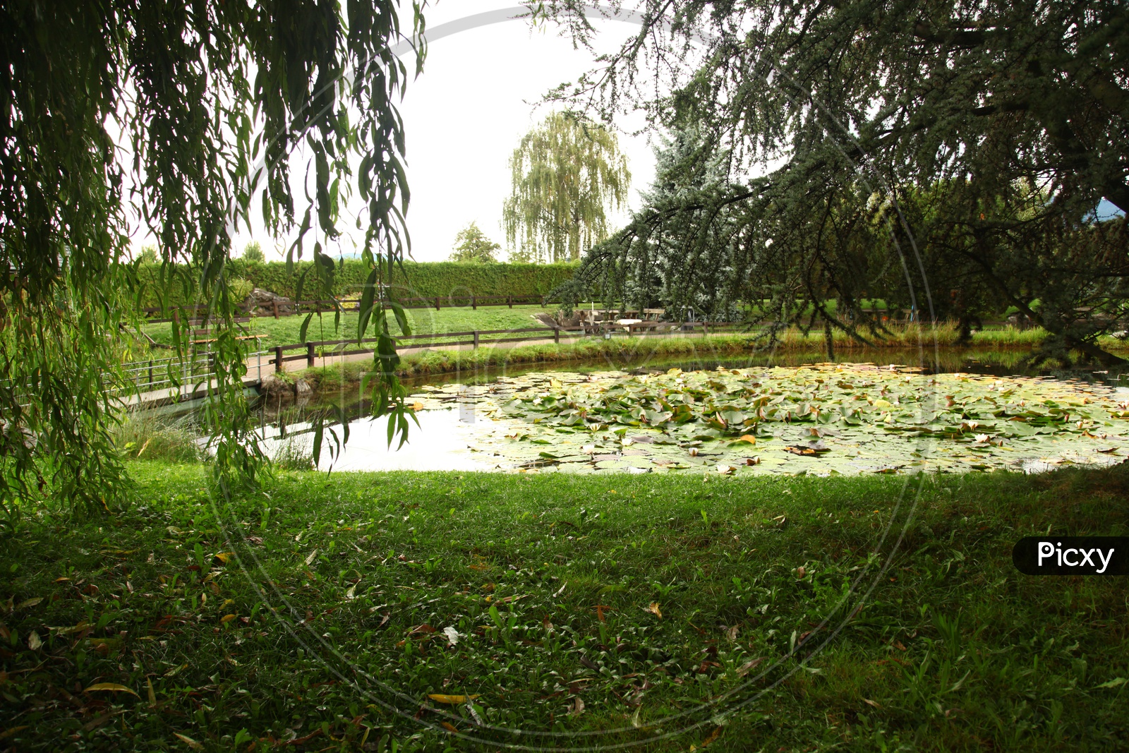 Lotus plants in a pond