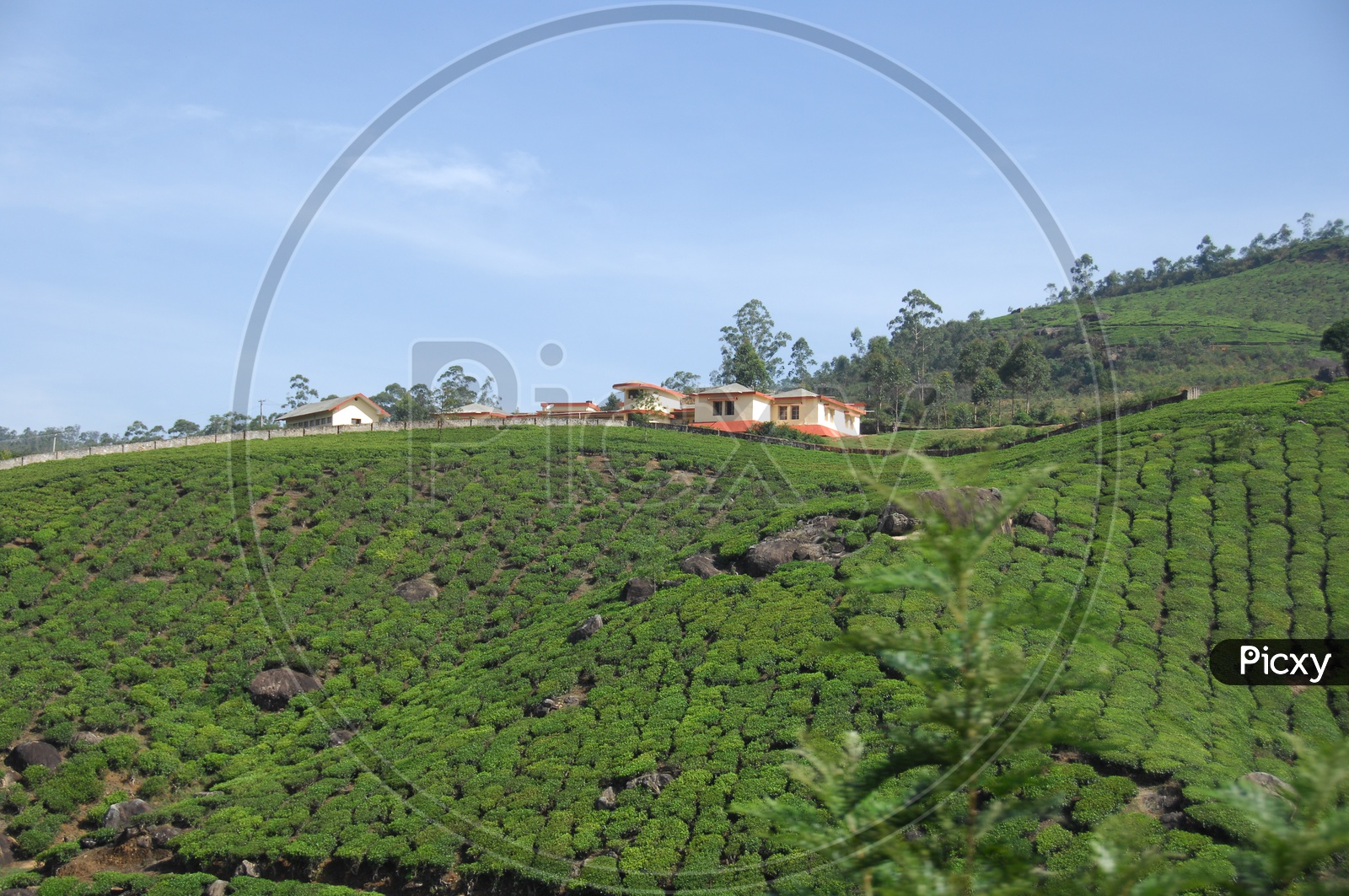Landscape view of tea plant  fields in Kerala