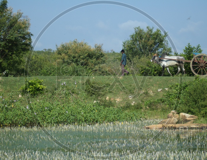 A man with a bullock cart in a rural area