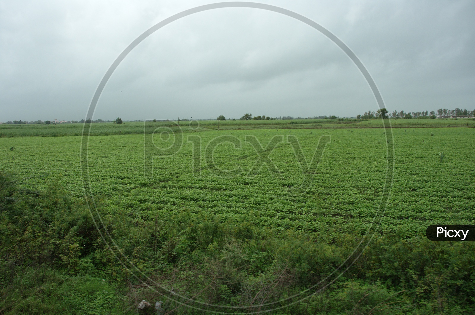 Landscape view of Agriculture fields in Kerala