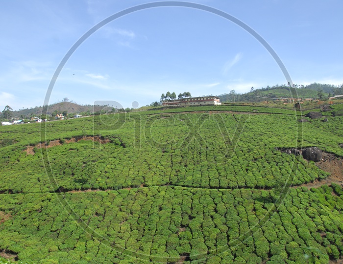 Landscape view of tea plant fields in Kerala