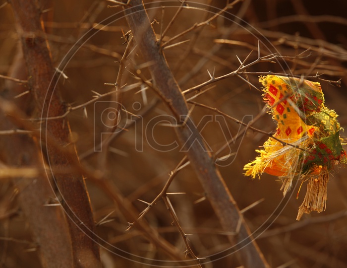 Thorns On a Dried Tree Stem