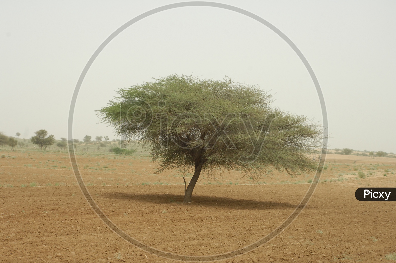 A Lone Tree in Desert