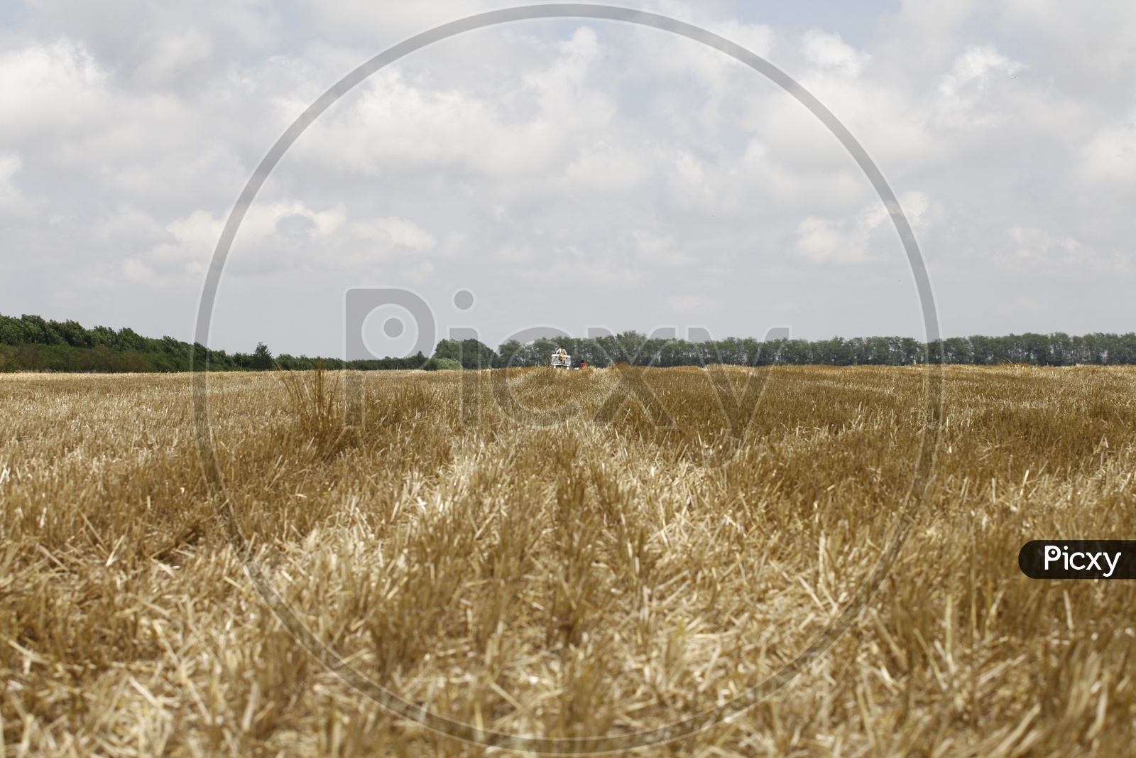Dry grass in a field