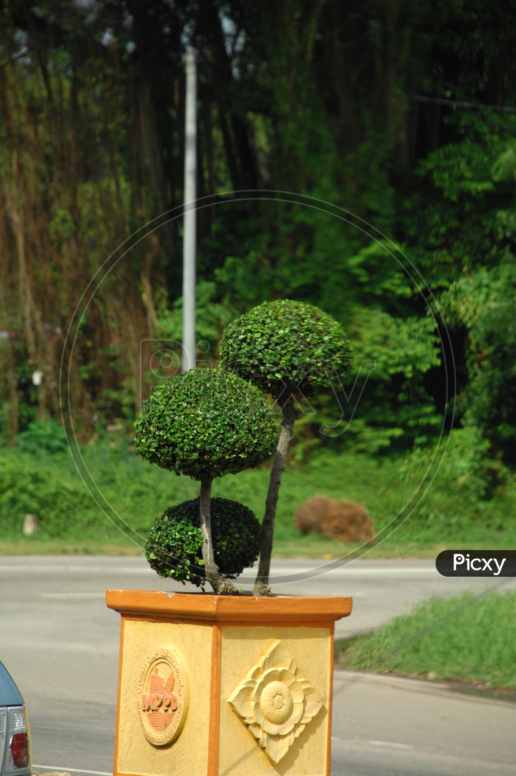 Topiary plants in a pot
