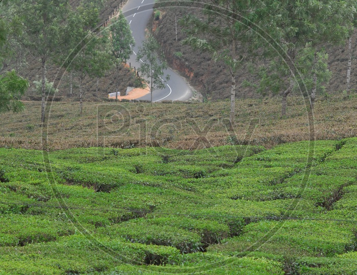 Roads with Curves In Munnar