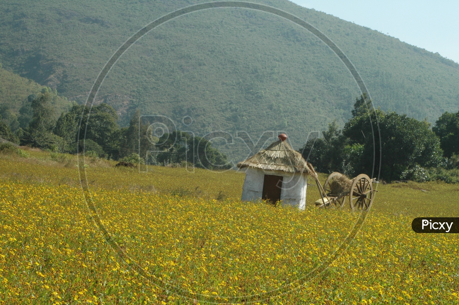 Thatched hut and bullock cart in the fields of Araku valley