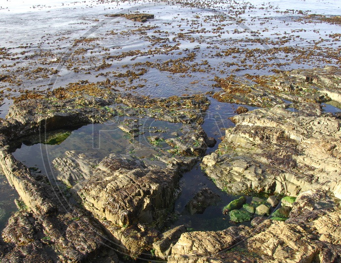 Rocks with Moss along the seashore