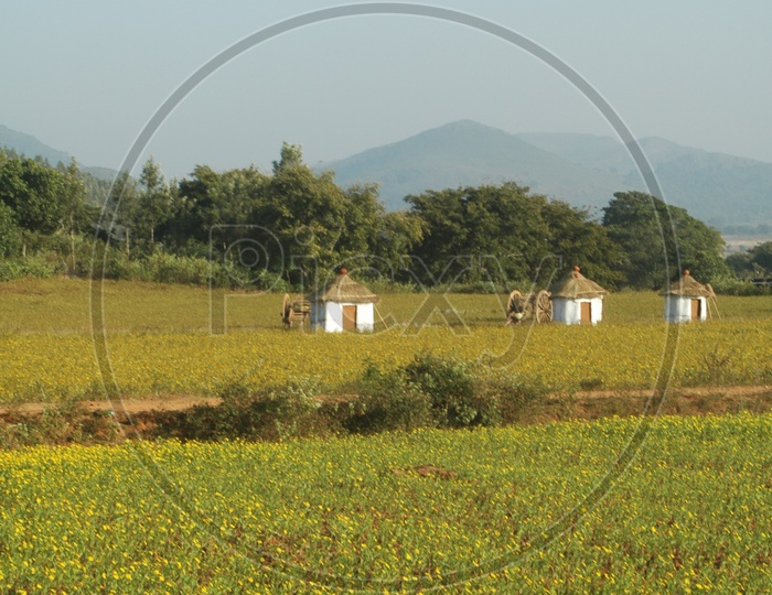 Thatched huts and bullock carts setup in the fields of Araku valley
