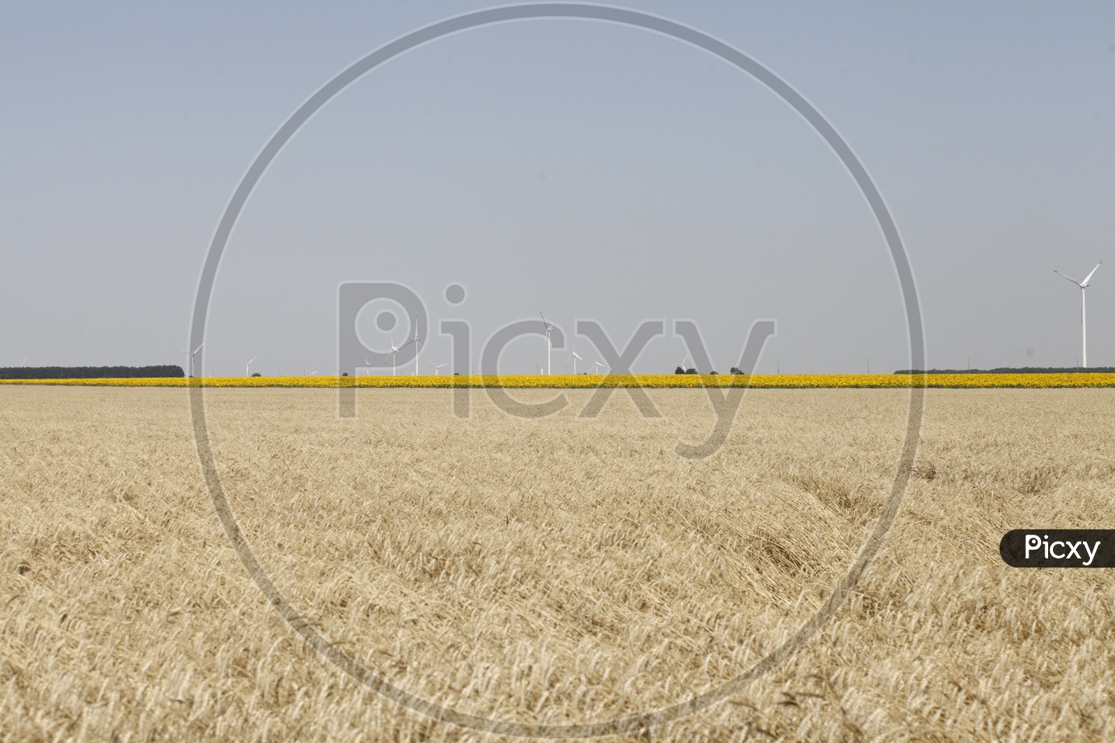 Sunflower Plantation Fields over dry grass