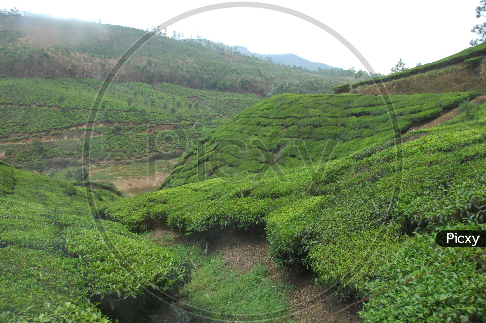 Mountains of Munnar covered with tea plants