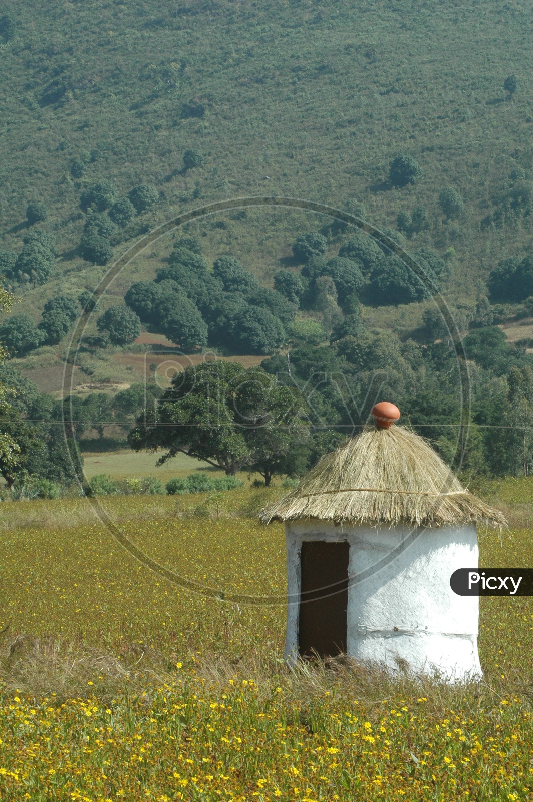 Thatched hut in the fields of Araku valley