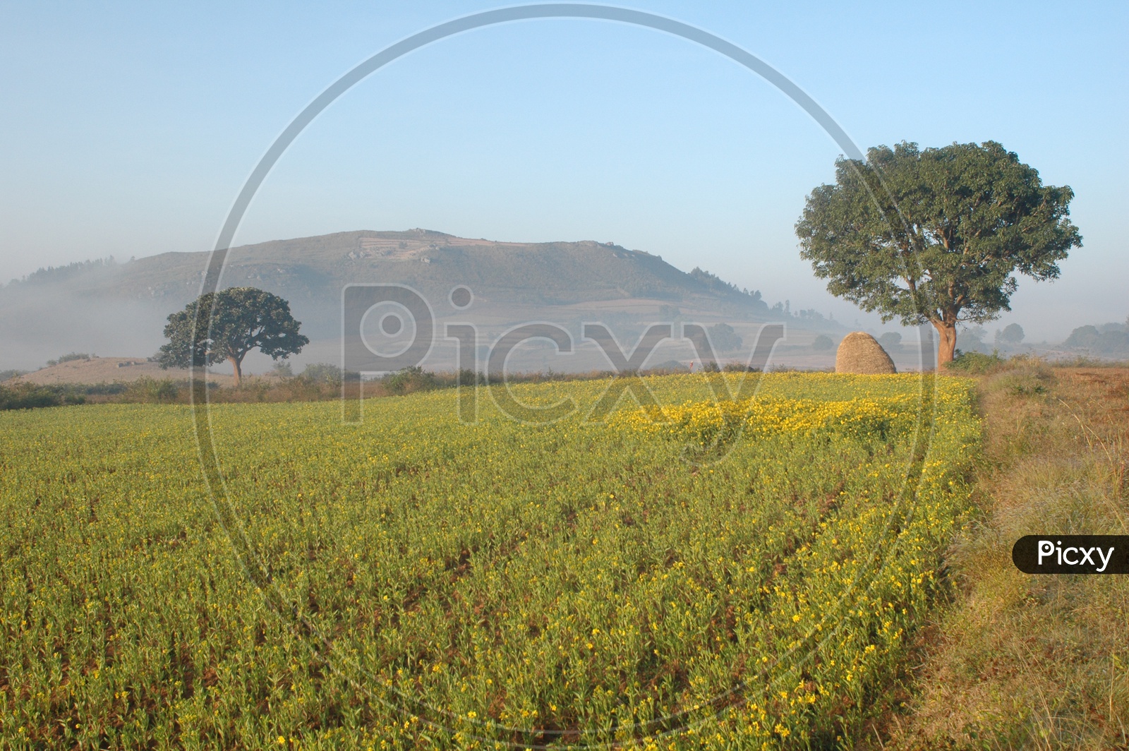 Fields in the Araku valley