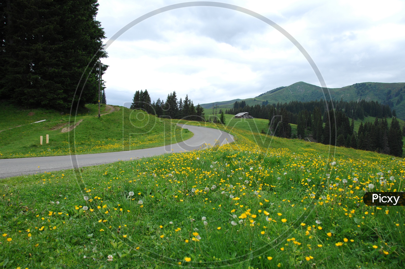 Road curve alongside the Alpines and Green Meadows