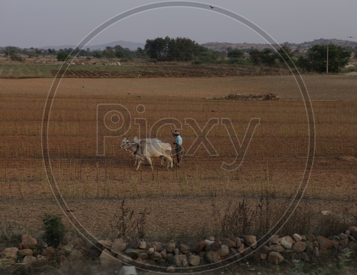 Farmer in Agriculture Field