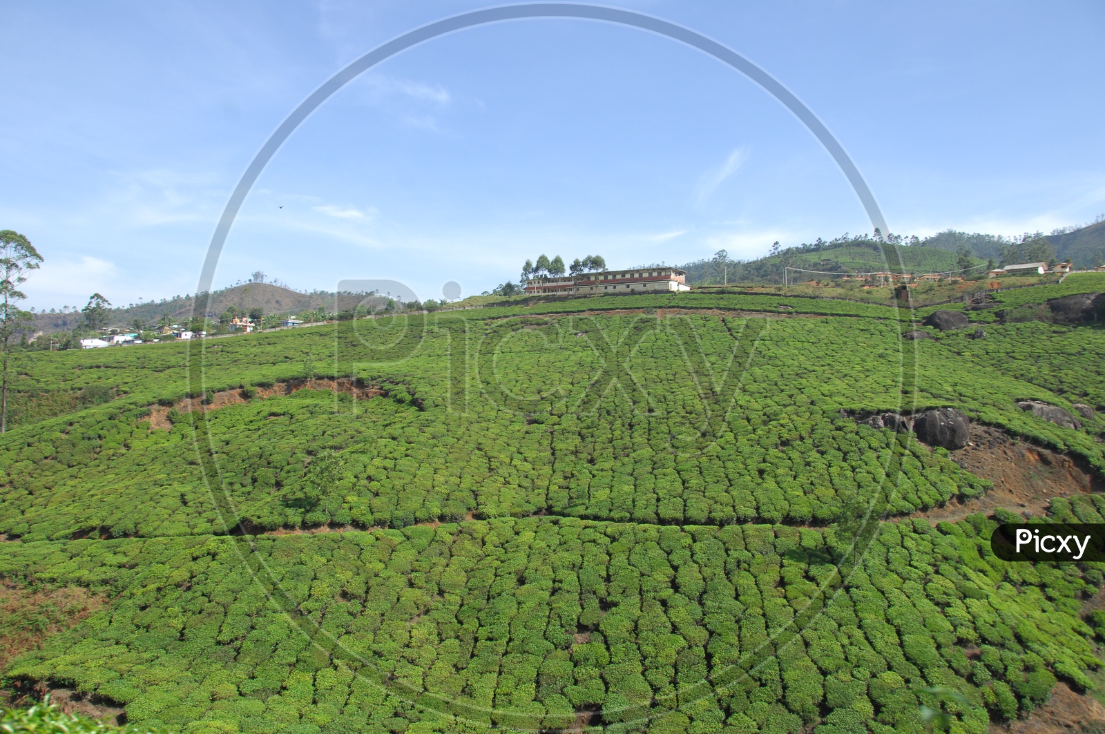 Landscape view of tea plant fields in Kerala