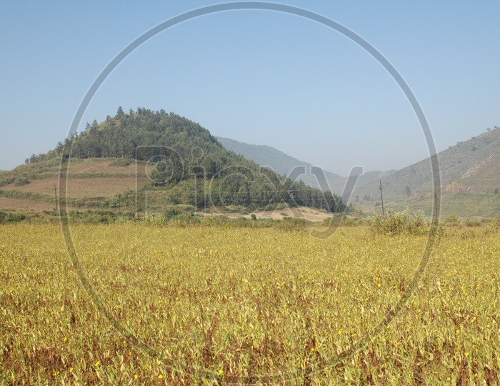 Fields in the Araku valley