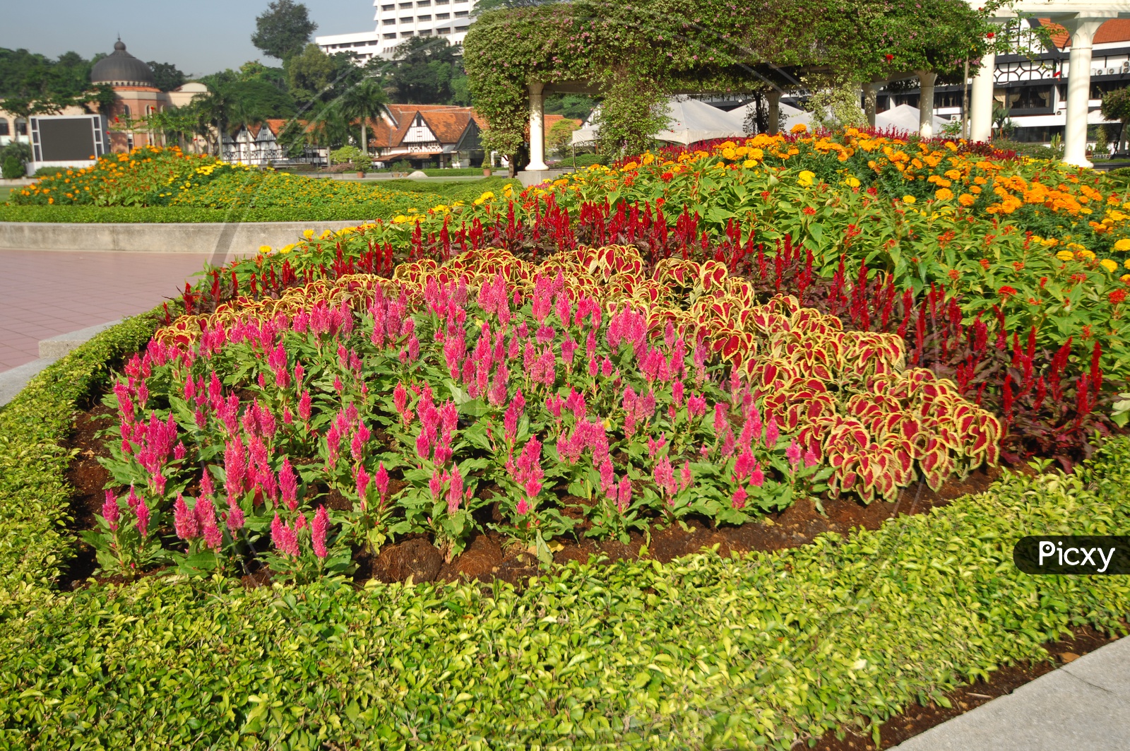 Flowers garden