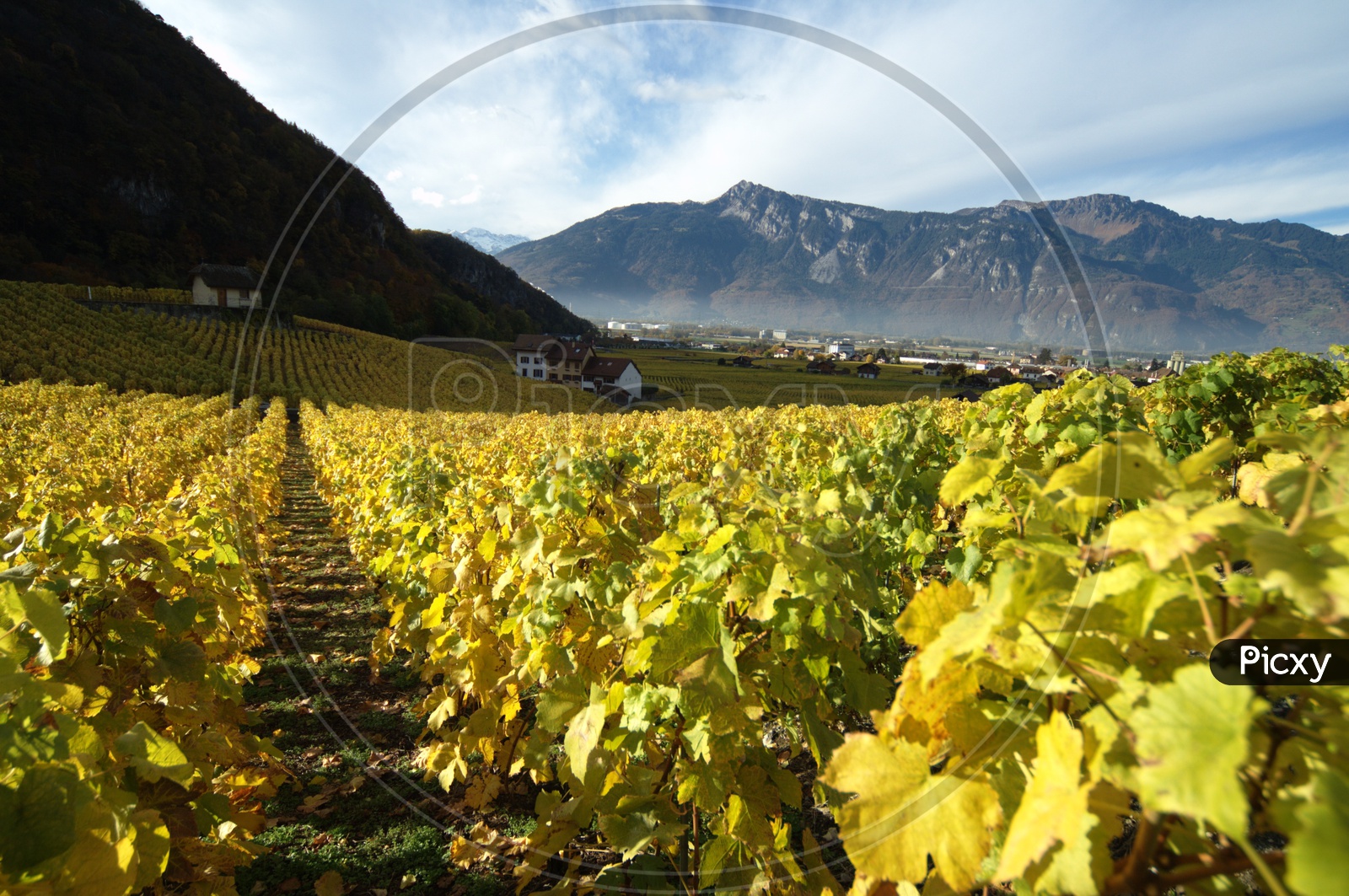 Grape Yards Or Wine Yards In Swiss Alps