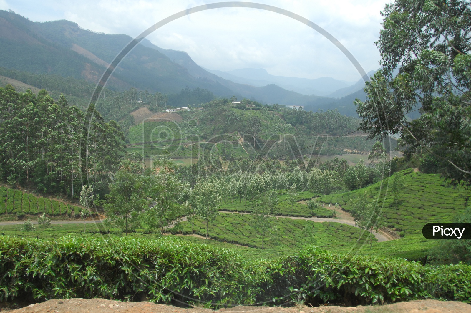 Tea Plantations in Munnar