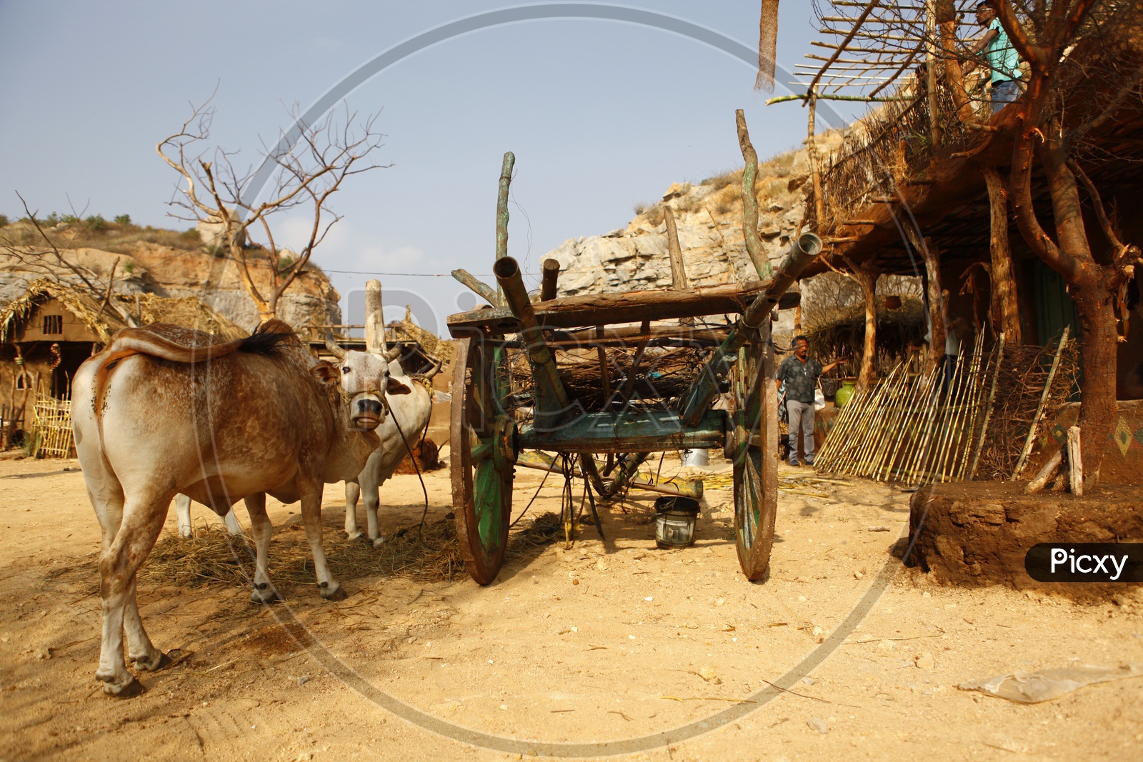 Bullock cart in a village