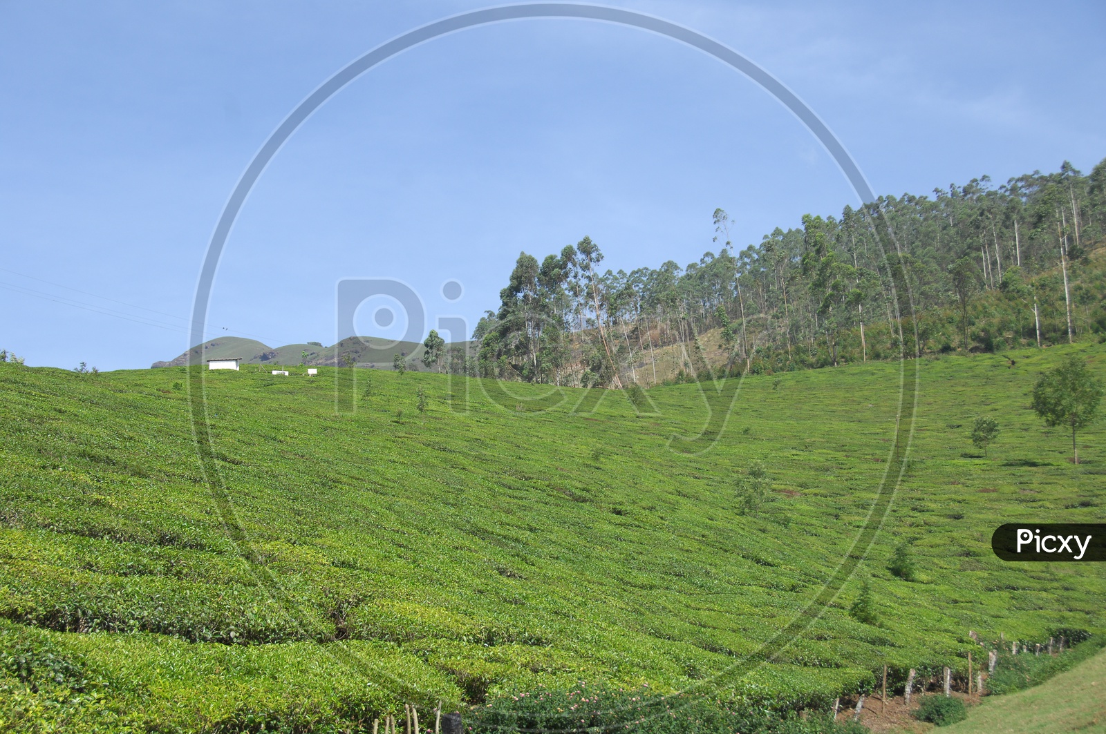 Landscapes of Munnar Mountains and Tea plantations