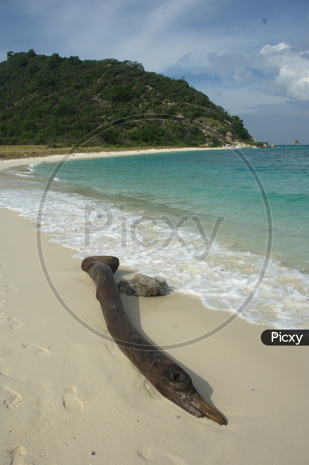 A wooden Log on the beach shore